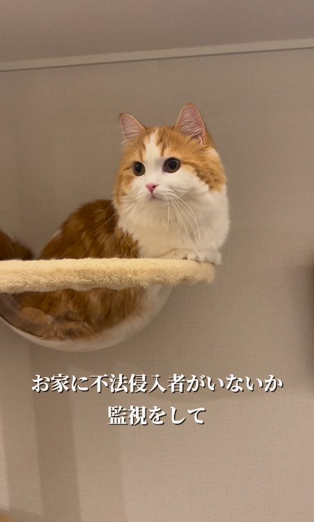 周りを見渡す猫