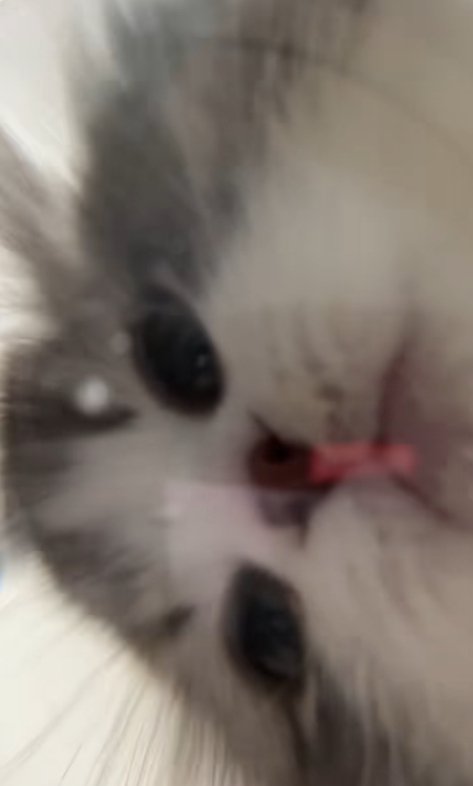 下を見る猫