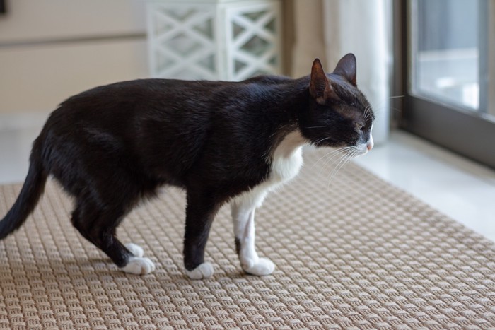 体調が悪そうな様子で立っている猫