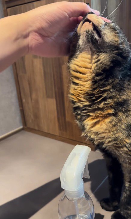 なでられる猫