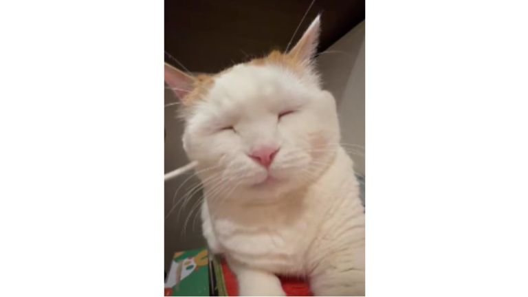 目をつぶる猫