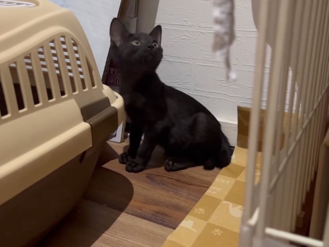 上を見る子猫