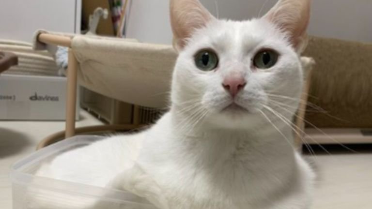 室内にいる猫