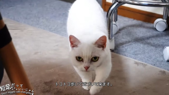 歩いてくる猫