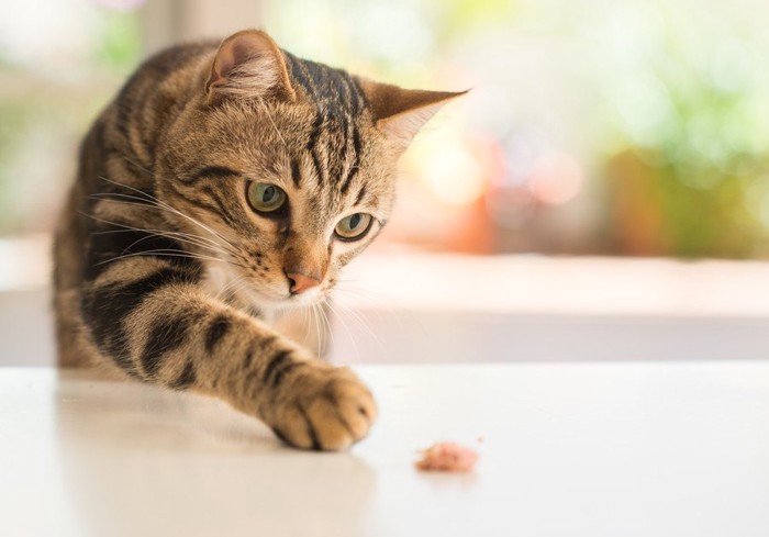 机の上のご飯を食べようとする猫