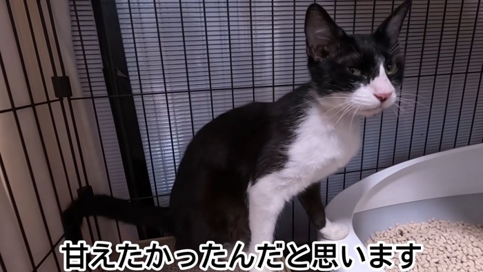 ケージの中で座る猫