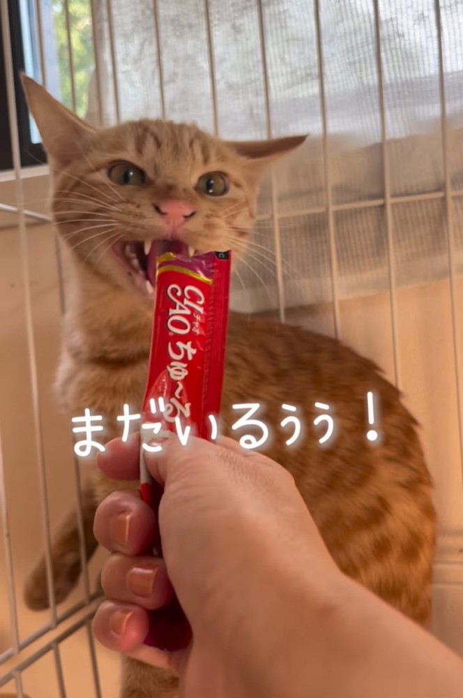 振り返る猫