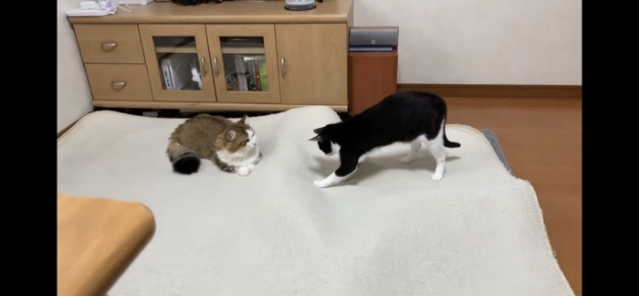 子猫たちを探す