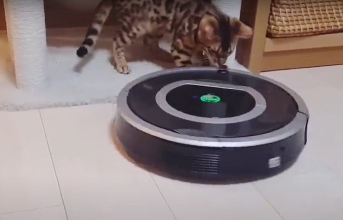 ロボット掃除機を気にする猫