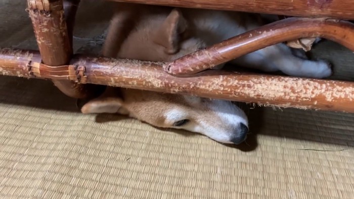 寝転がる犬