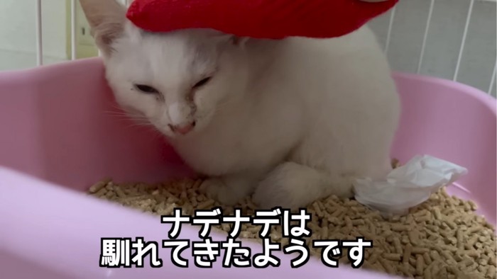 頭を撫でられる子猫