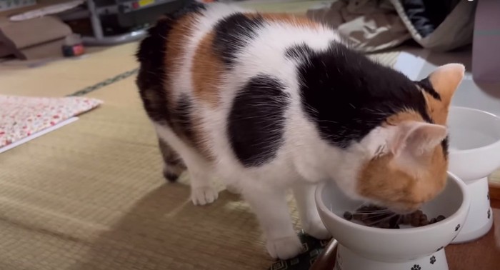 ごはんを食べる猫