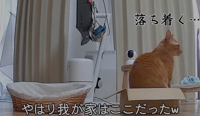隣の段ボール箱に入る猫