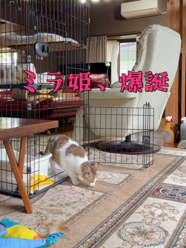 ケージから出てきた猫