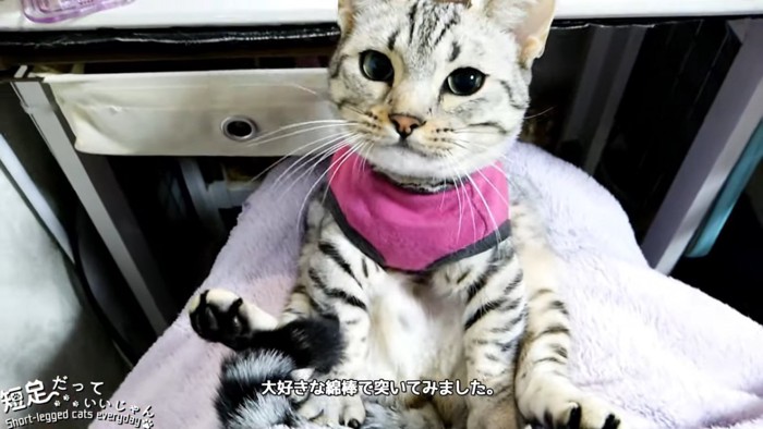 前を向く猫