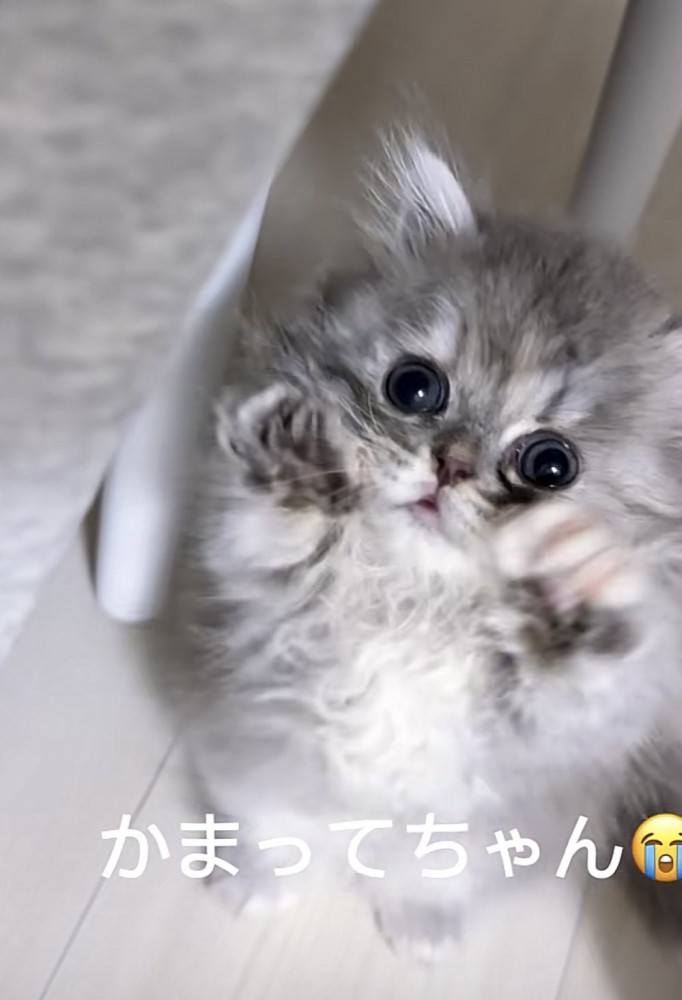 「かまってちゃん」のテロップ写真2