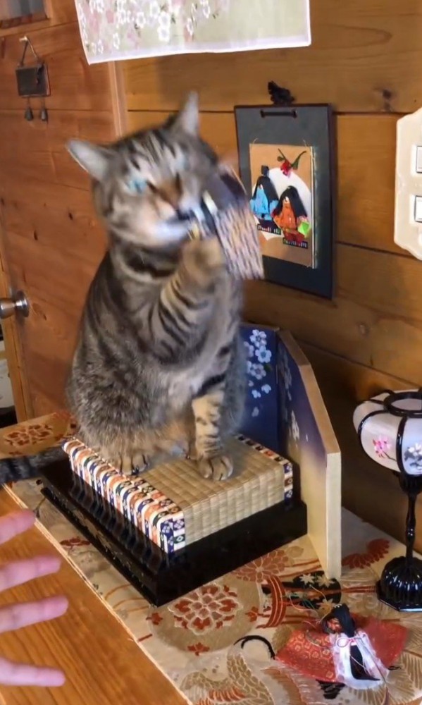 お内裏様を噛む猫