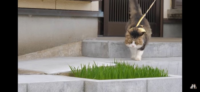 食べにくる