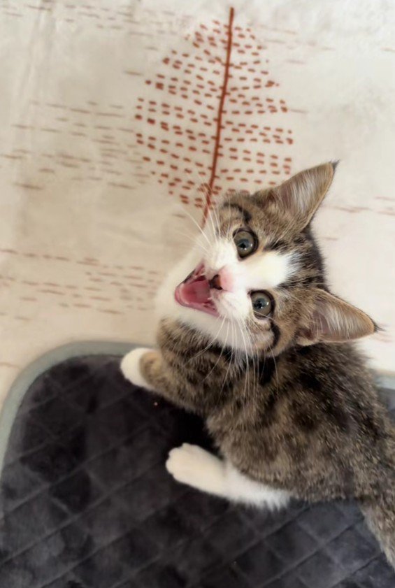 足元にいる子猫