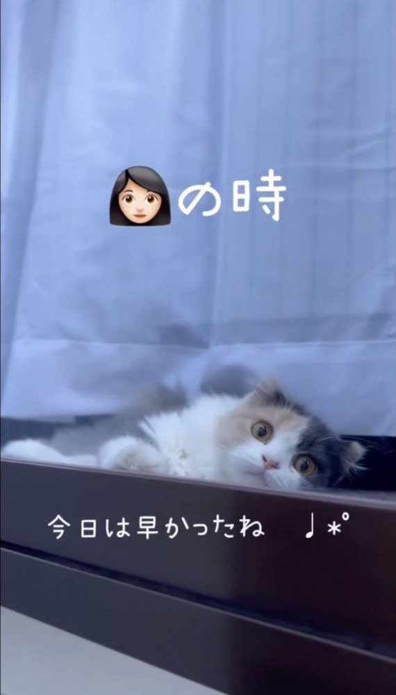 ママに早かったねと声をかける猫