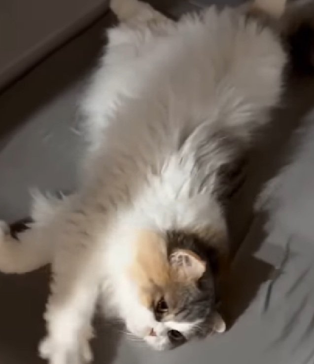 ゴロゴロする猫