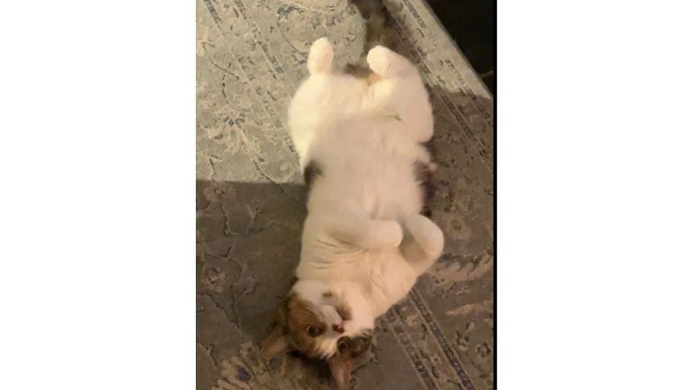 寝転がる猫