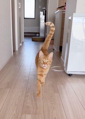 ご機嫌に歩く愛猫にいつも癒やされている飼い主さん