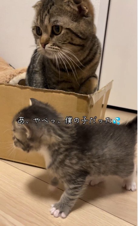 自分の子供だと思い出す猫