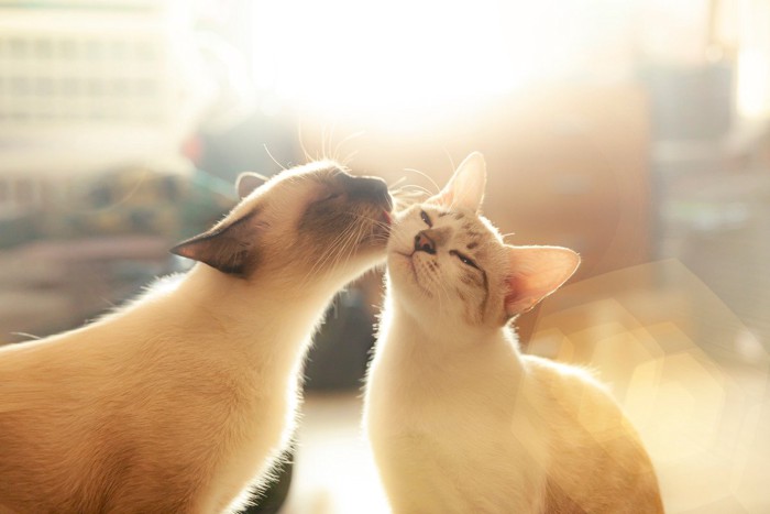 スヤスヤ眠る猫
