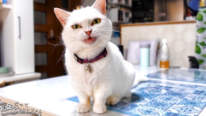 鼻にシワを寄せて鳴く猫