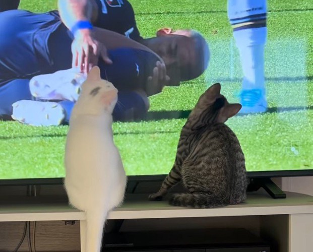 テレビの前でサッカーの試合を見守る2頭の猫
