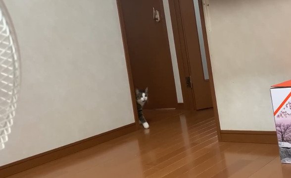 扉から顔を出す猫