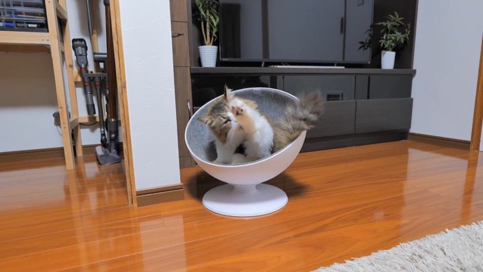 毛づくろい