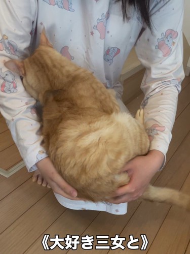 人のひざの上に乗る猫