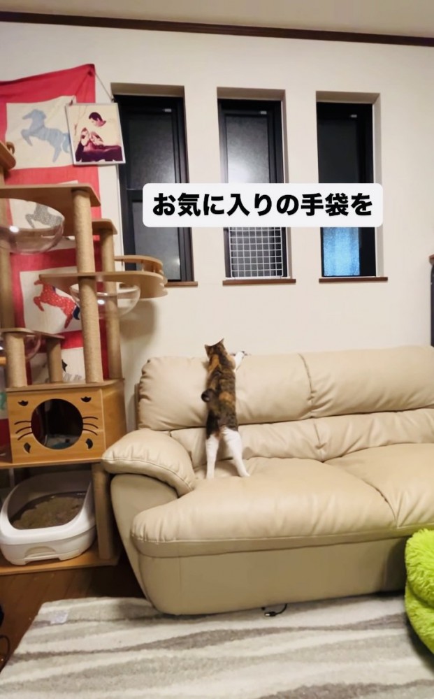 娘さんが投げた手袋を取りに行く三毛猫