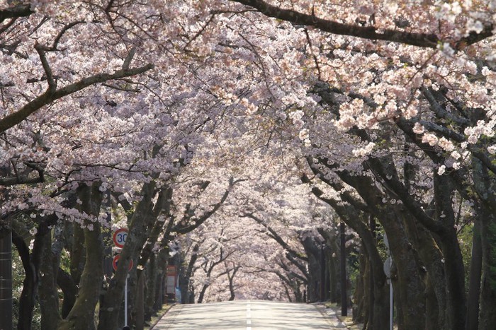 伊豆高原の桜並木