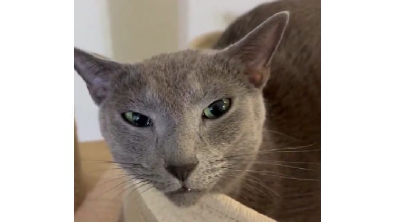 ブラッシングされている猫