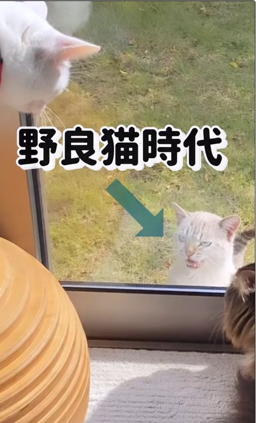 野良猫時代