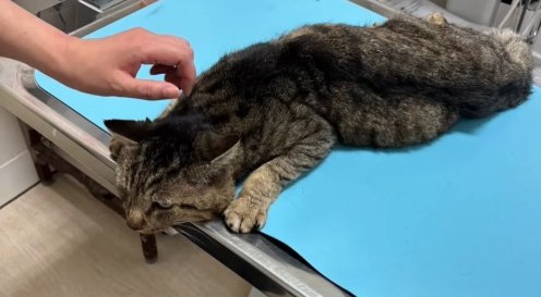 診察台の上で伏せをする猫