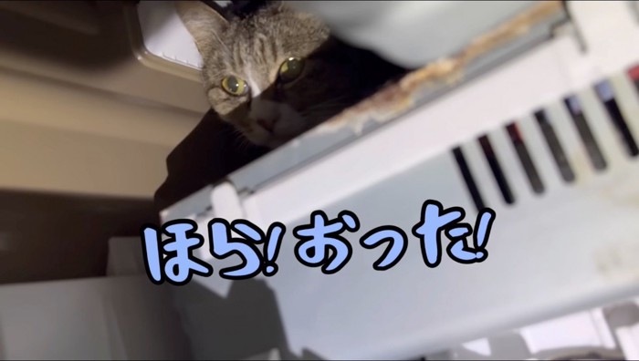 洗濯機の中に隠れる猫