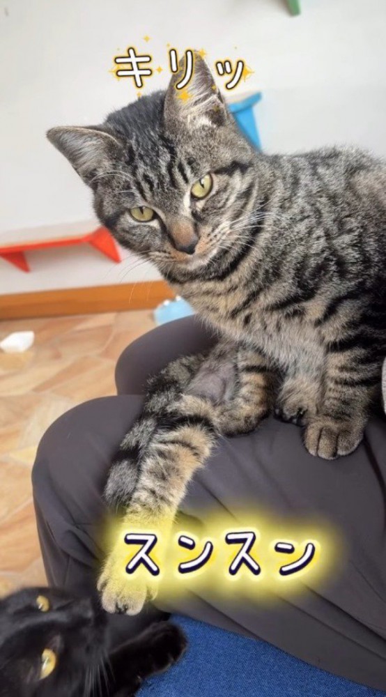スタッフの膝の上に座るキジトラ猫