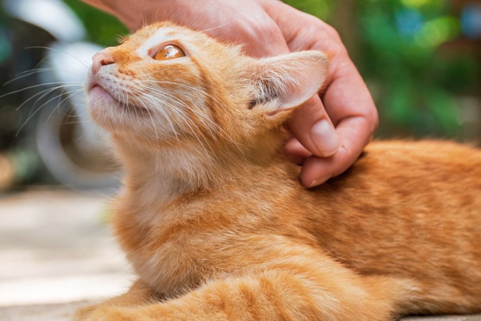 こちらを心配して見る猫