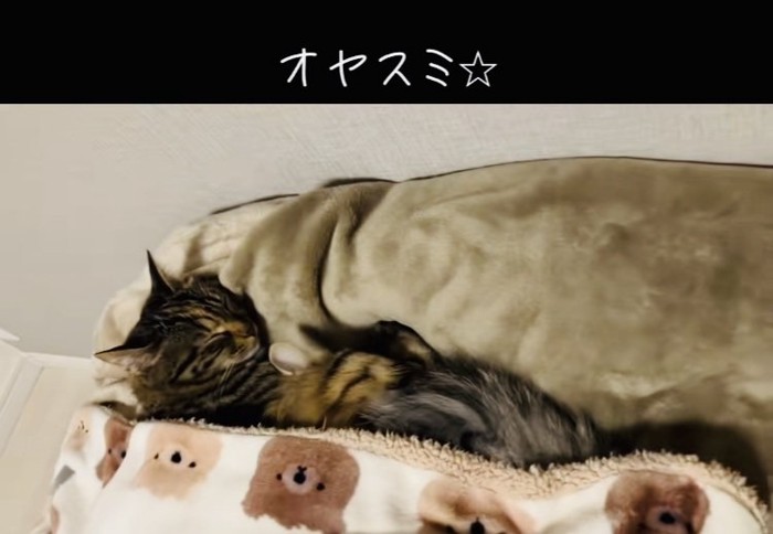 布団の中で寝る2匹のキジトラ猫