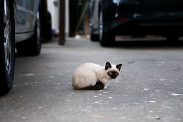 駐車場の猫