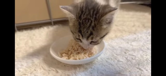 細かくしたささみを食べる猫