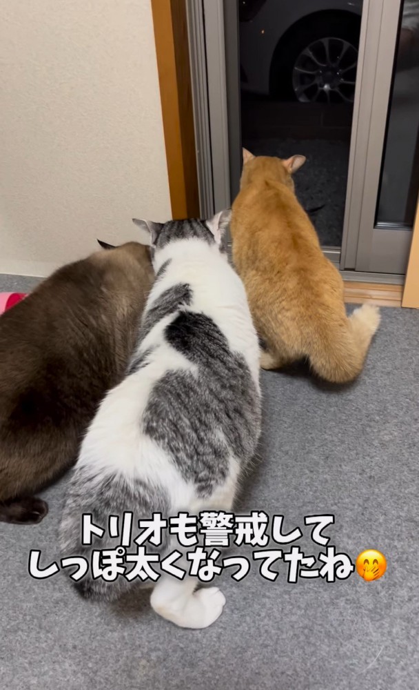 外を見る3匹の猫