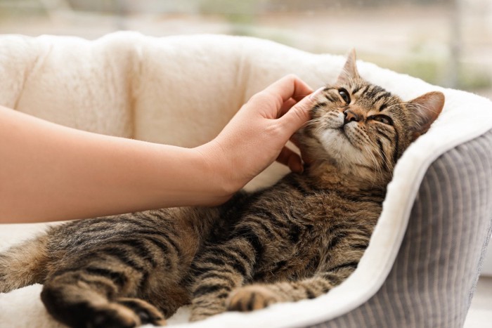 撫でられている猫