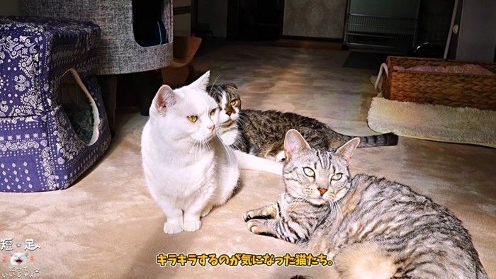 寝そべる猫と座る猫