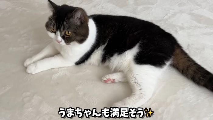 寝そべる猫