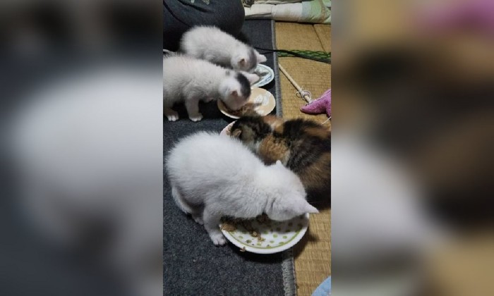 離乳食を食べる子猫達